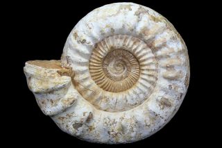 www.FossilEra.com-specimen-254-77655-1 copy